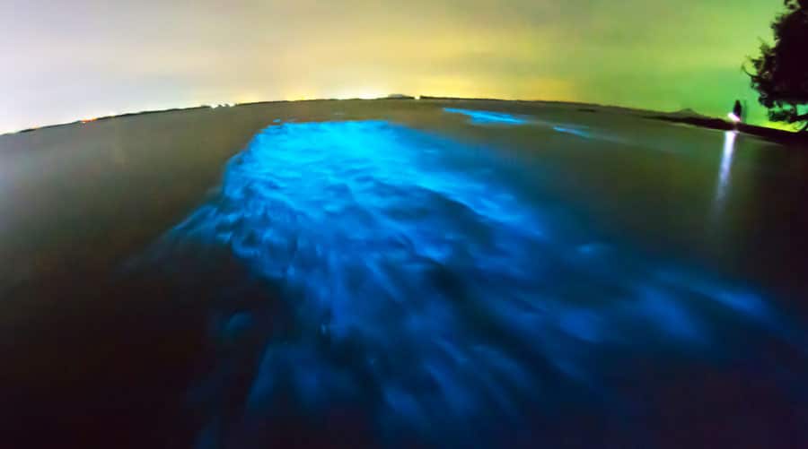 View of the glowing Bioluminescent Bay