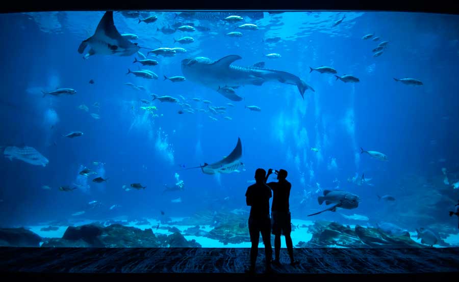 People observing marine life in Birch Aquarium