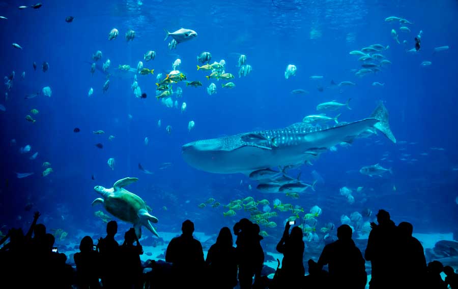 People watching the sea animals in Birch Aquarium
