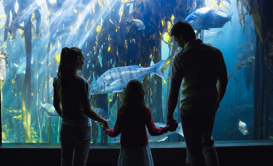 View of a family enjoying the view in Birch Aquarium