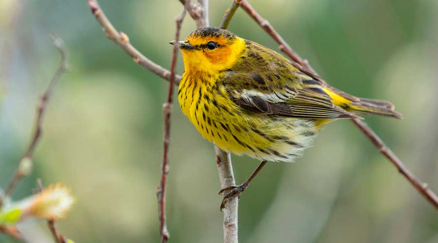 A Cape May warbler on a tree branch