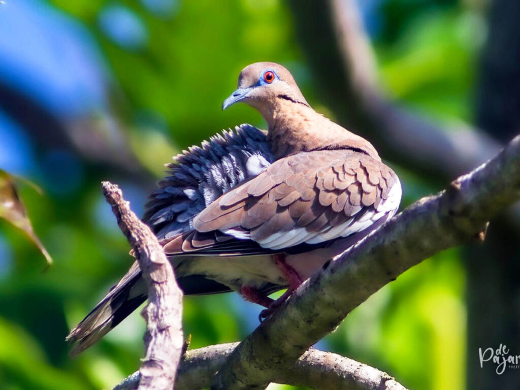 A bird on the branch of the tree