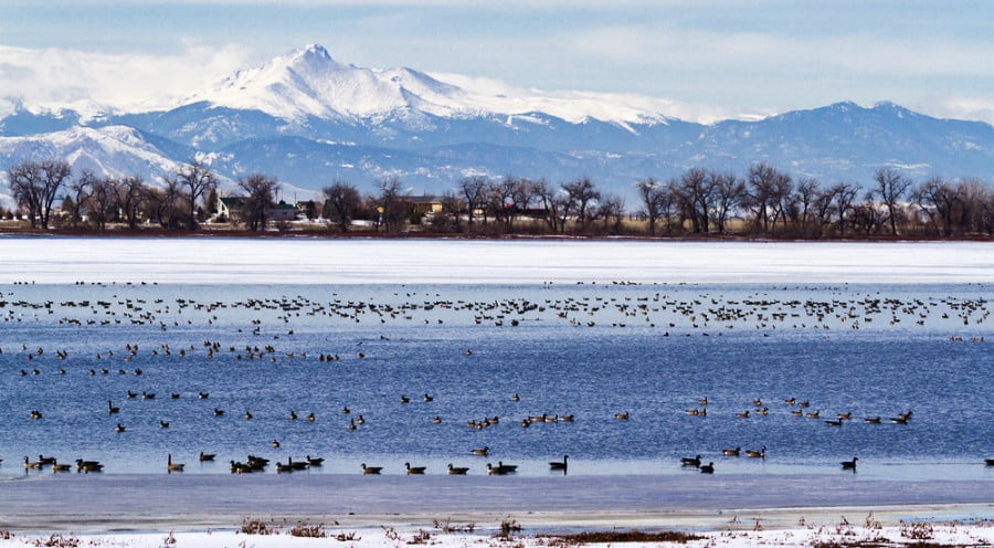 View of lots of birds and Canada geese at Barr Lake State Park