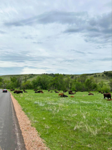 A bison herd along the Wildlife Loop Road
