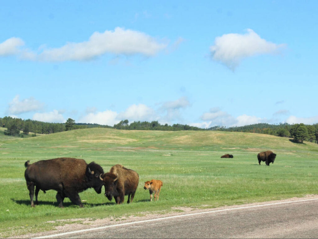 A herd of bison at the Wind Cave National Park