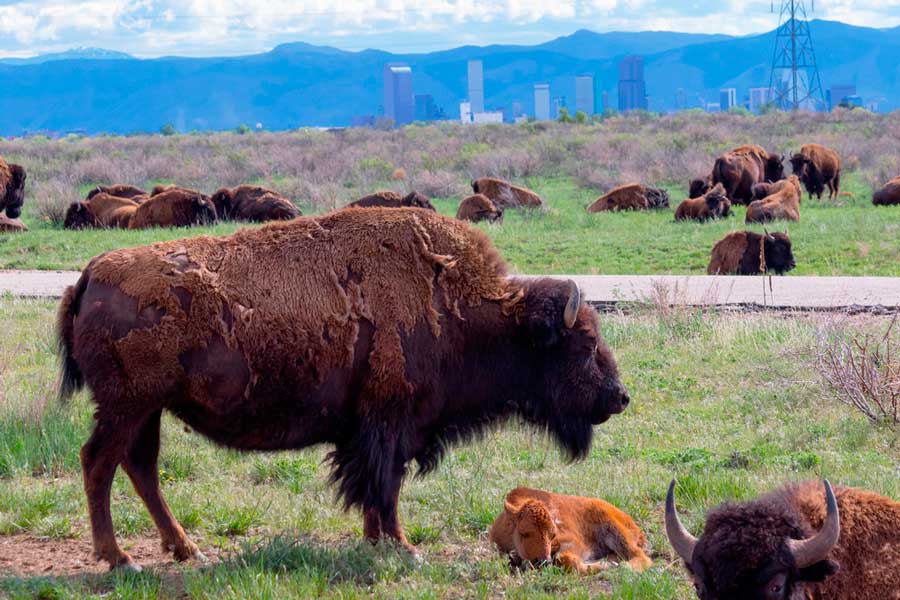 A her of bison in Rocky Mountain Arsenal