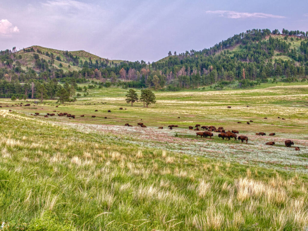 A herd of Bison in Wind Cave National Park, South Dakota amidst lush greeneries