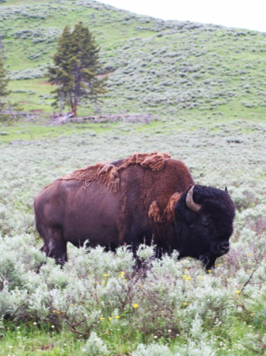 A bison at the Yellowstone’s Hayden Valley