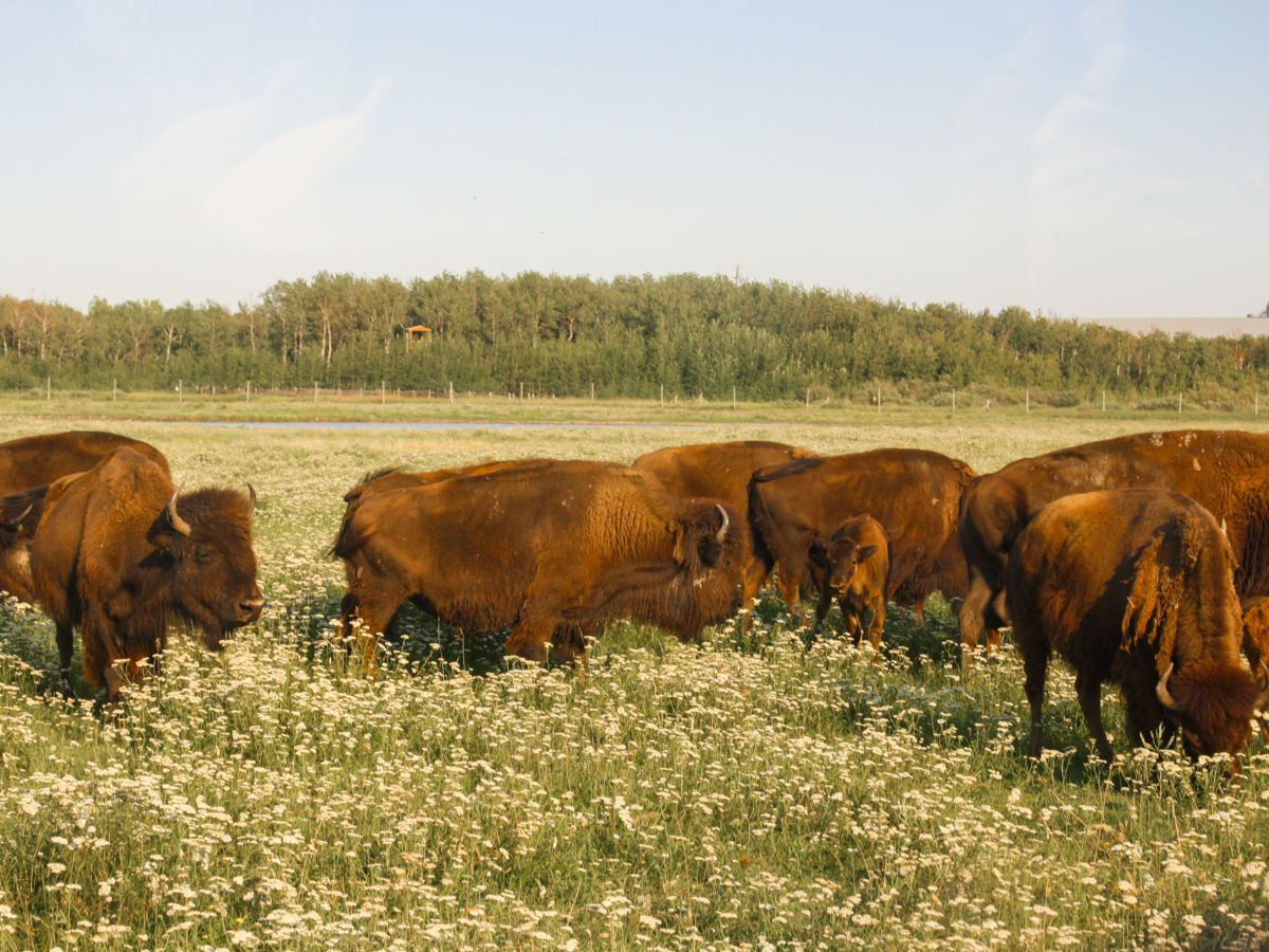 A herd of Bison in the prairie fields