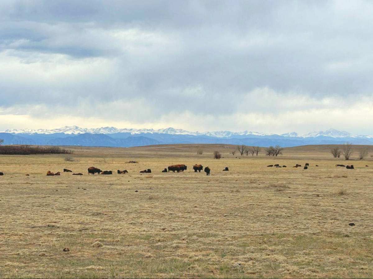 View of bisons at the Rocky Mountain Arsenal National Wildlife Refuge