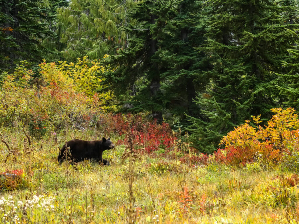 A black bear wandering at the Mount Rainier during autumn season