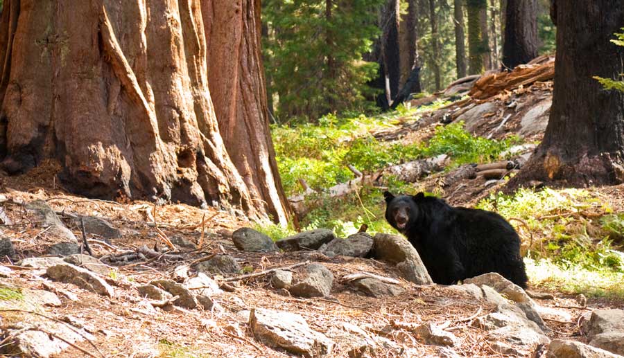 A black bear in Sequoia National Park