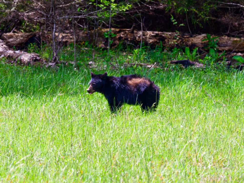 View of a black bear in the Great Smoky Mountains National Park