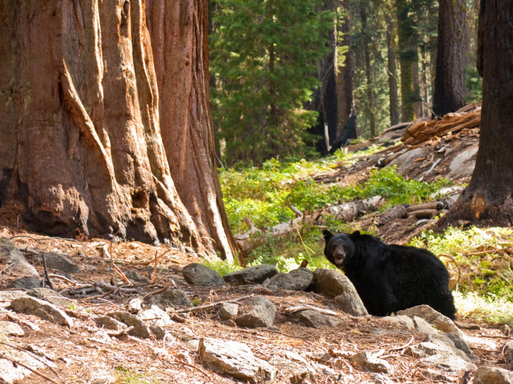 A black bear in Sequoia National Park