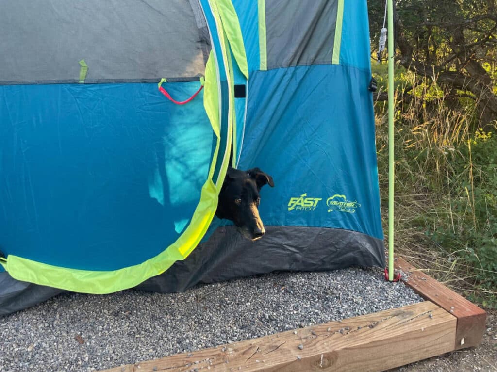 A dog on a tent at the campground in Black Canyon of the Gunnison