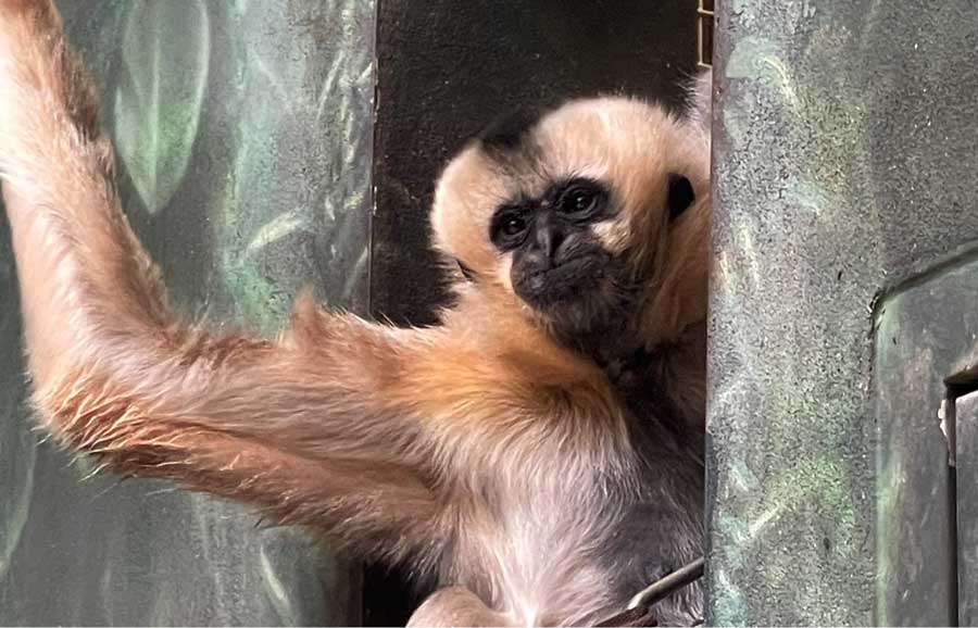 Close up view of a southern black howler monkey
