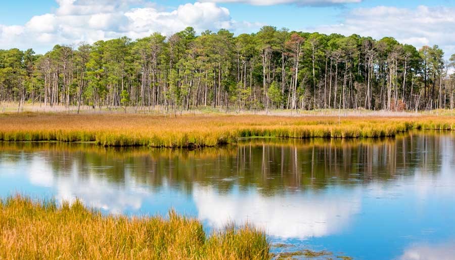 View from the Blackwater National Wildlife Refuge