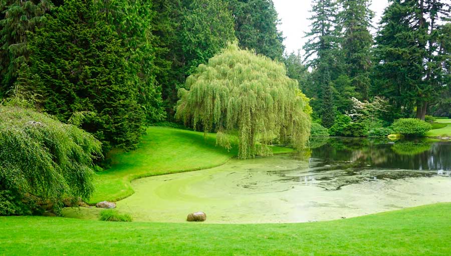 View from the Bloedel Reserve in Bainbridge Island