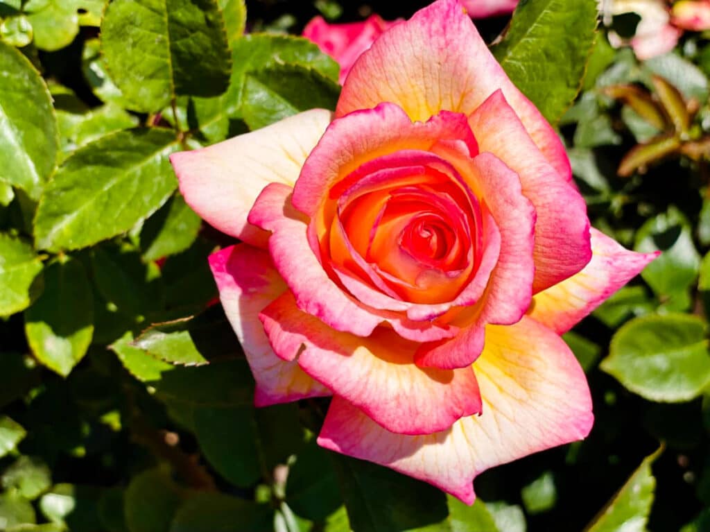 Closeup view of the fully bloomed rose at the Russian River Rose Company