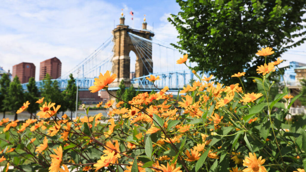 View of the blooming flowers with the John A. Roebling Bridge in the background
