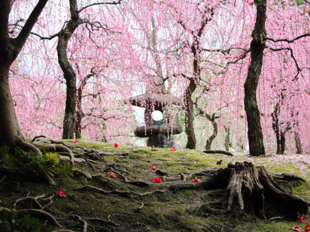 Pink plum blossoms at Jonangu Shrine in Kyoto