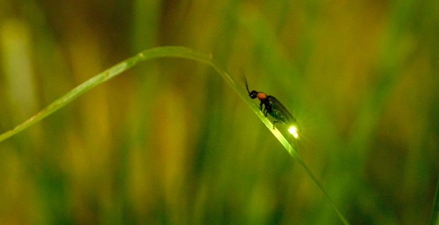 View of blue ghost fireflies on a leaf