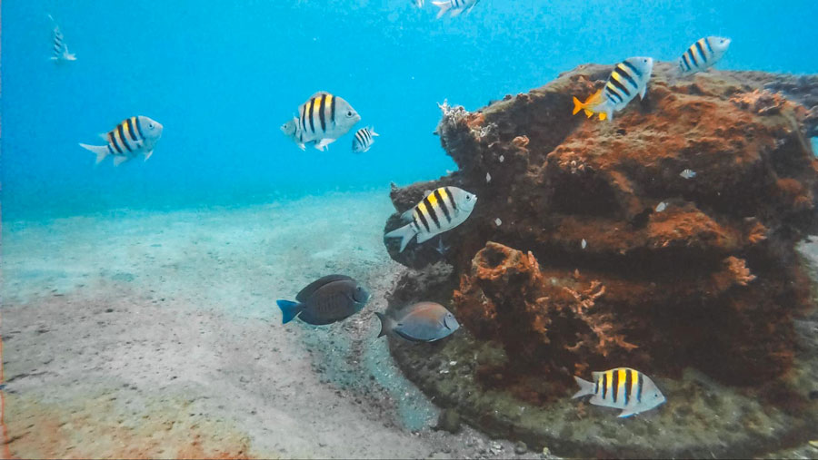 View of fishes under the sea in Blue Heron Bridge
