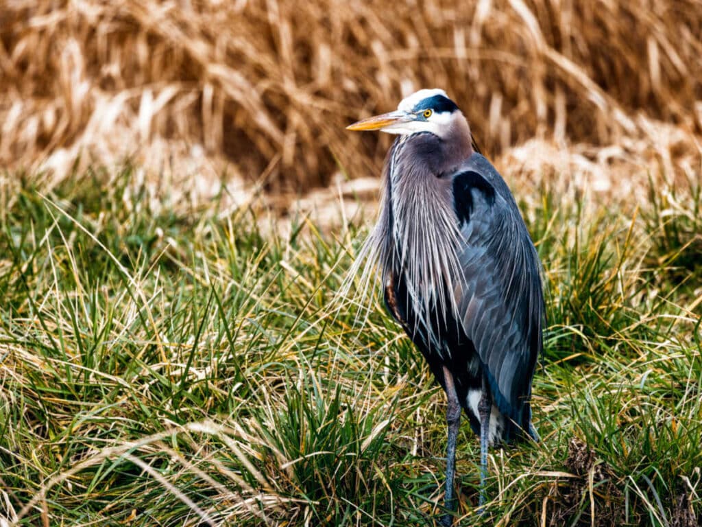 A blue heron standing on the grass at the Ridgefield National Wildlife Refuge