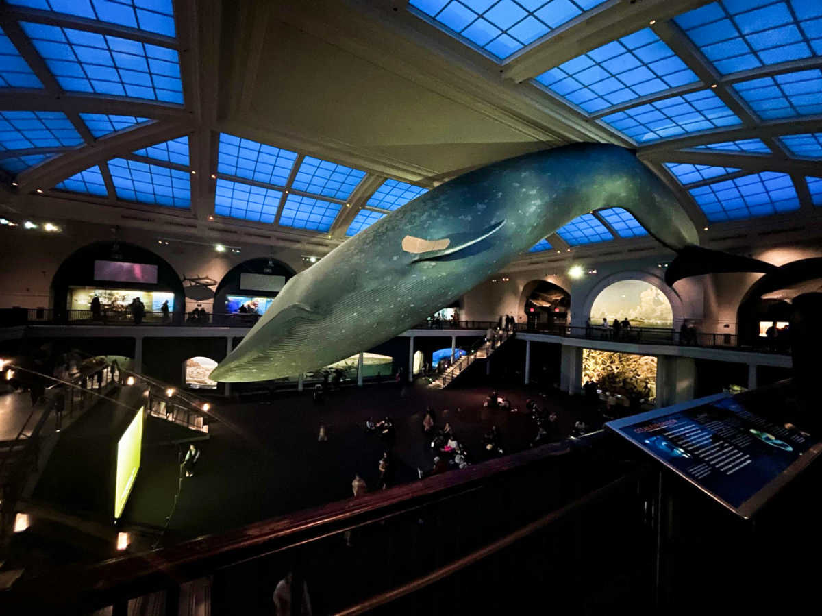 View of the huge blue whale model inside Museum of Natural History
