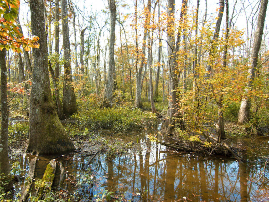 View of the Bluebonnet Swamp surrounded by fall foliage