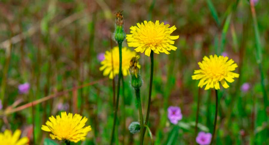 California dandelions found in Bluff Lake Reserve