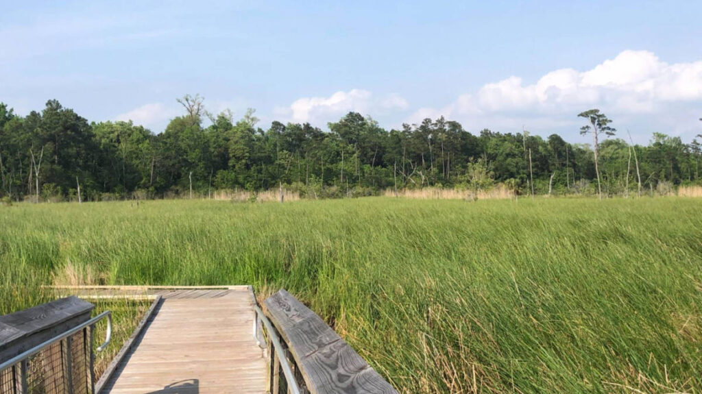 View of a boardwalk in Fontainebleau State Park