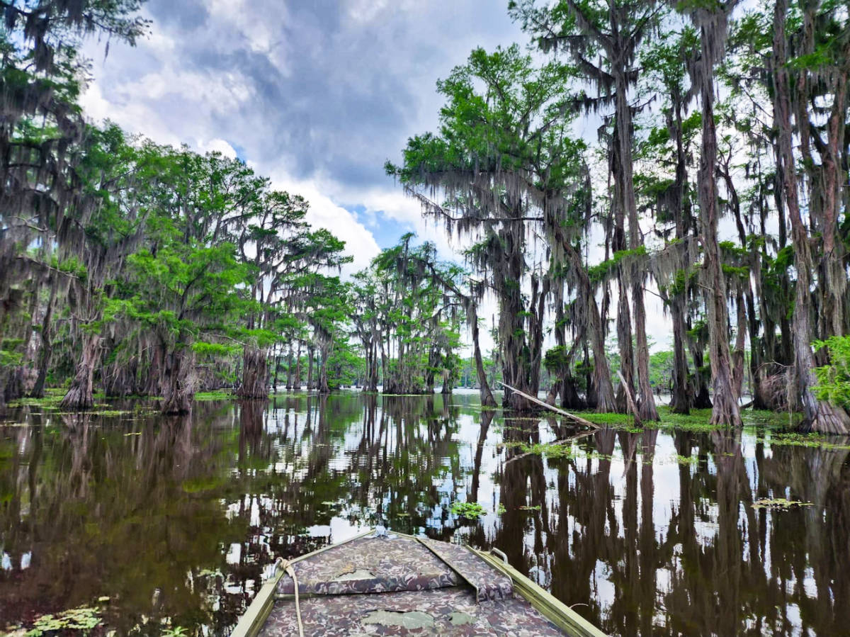View of the trees around the Caddo Lake from the boat