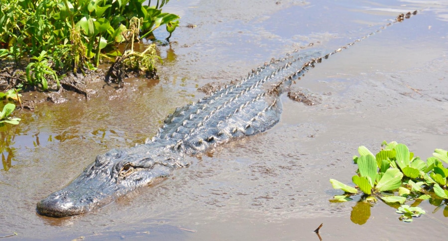 An alligator in Boggy Creek