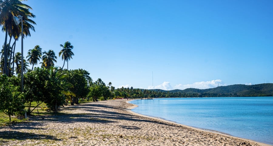 Palm trees lined up near the shoreline and calm water of Boqueron Beach