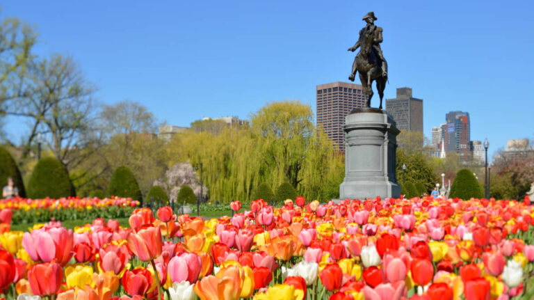Colorful tulips at the Boston’s Public Garden during spring season