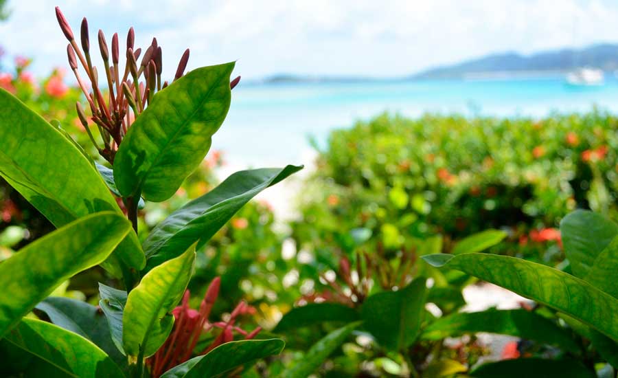 Close up view of tropical plants in St. Thomas