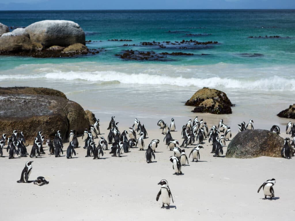 View of penguins at the Boulders Beach in Cape Town