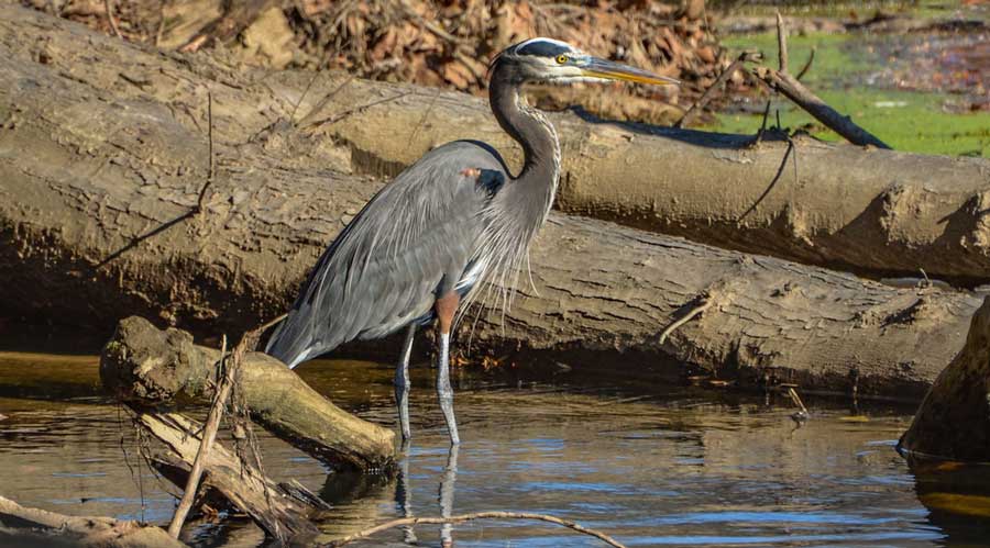 A blue heron at the Brandywine Creek