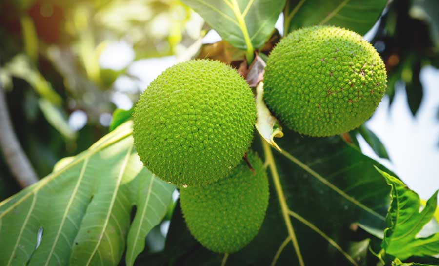Breadfruits hanging on a tree