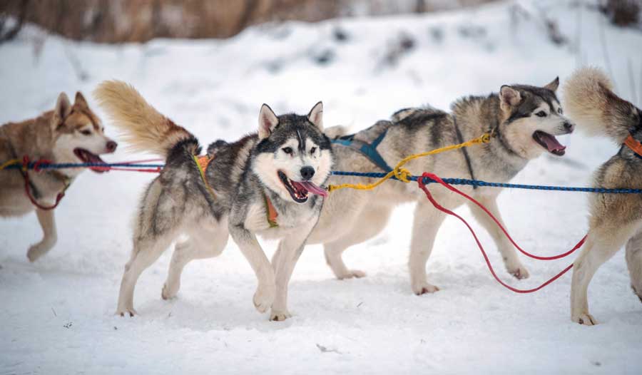 View of sled dogs during winter in Breckenridge