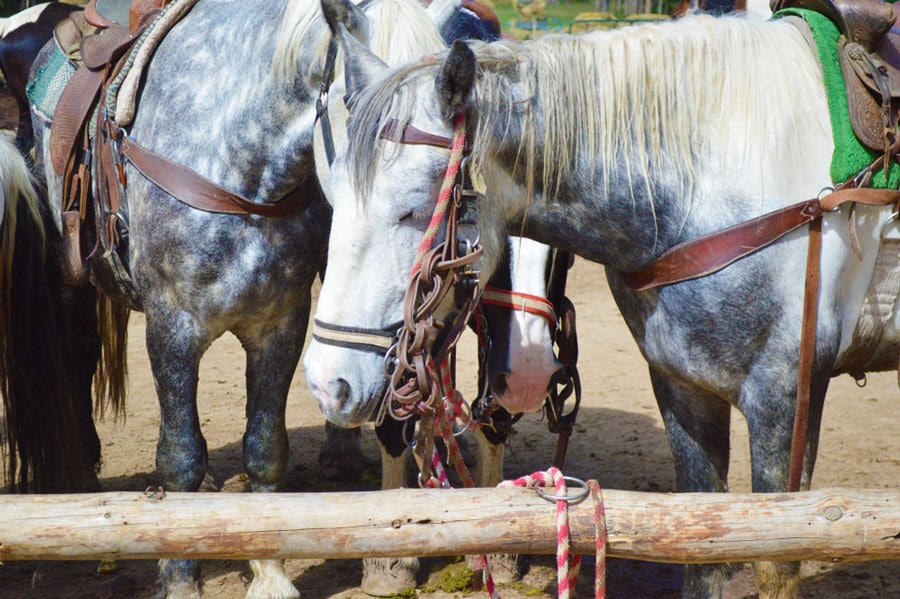 View of horses inside the Breckenridge Stables