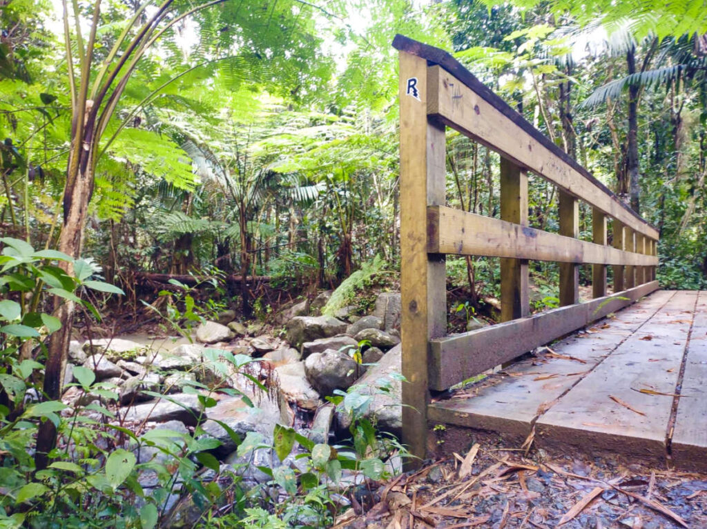 View of the end of the bridge over the river in the middle of the forest at Angelito Trail in El Yunque