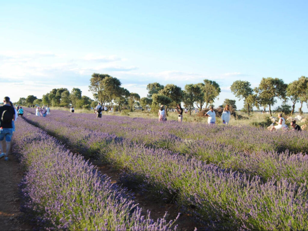 The people wandering around the lavender fields of Brihuega