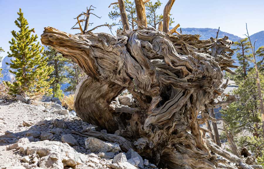 View of a tree trunk during a hike in Bristlecone Trail