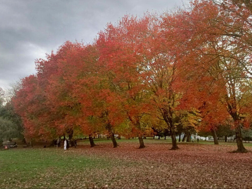 A park in British Columbia during fall, featuring trees with red leaves