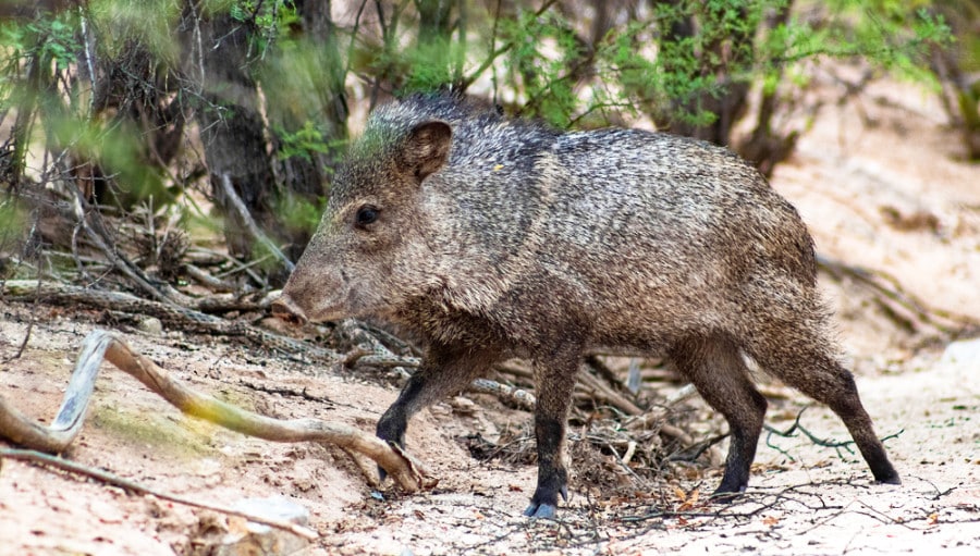 A closeup view of a large wild mammal with boar like features.