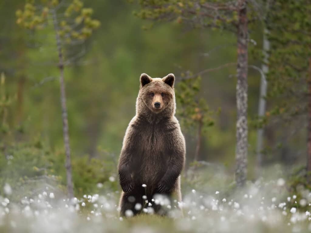 A brown bear standing on a swamp