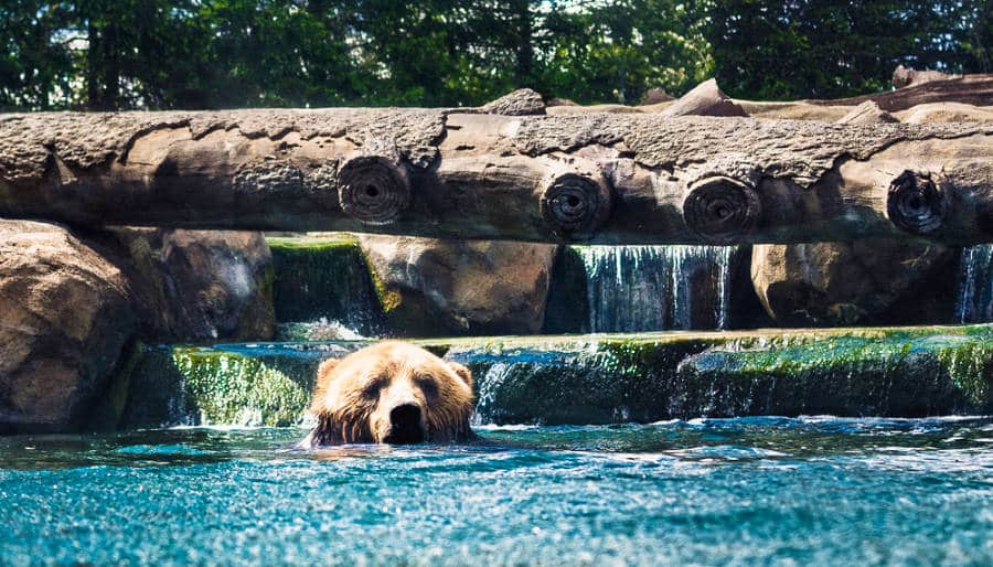 A brown bear swimming in the waters of Columbus Zoo