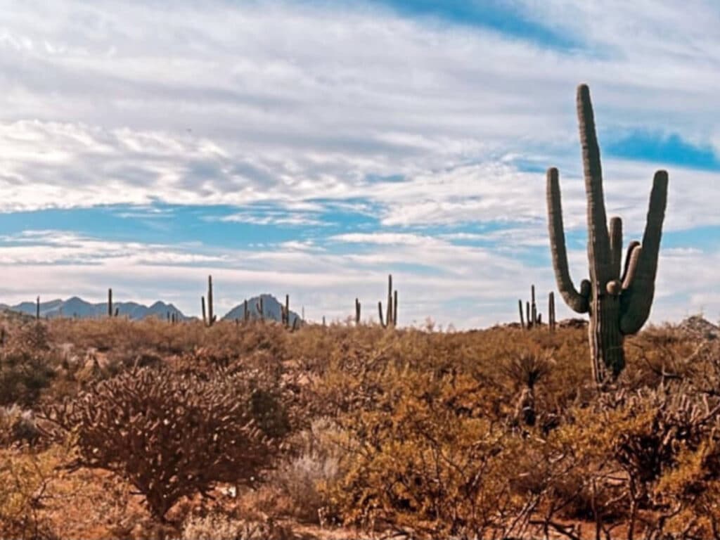 View of cacti at the Sonoran Desert